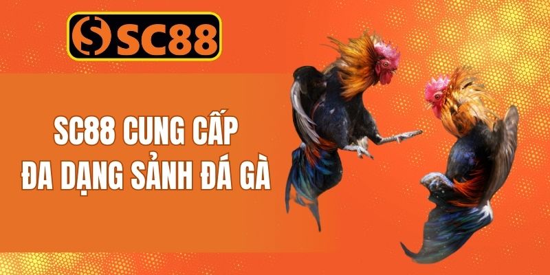 SC88 cung cấp đa dạng sảnh đấu chọi gà kịch tính