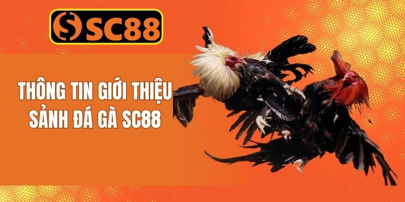 Thông tin giới thiệu về sảnh game đá gà SC88